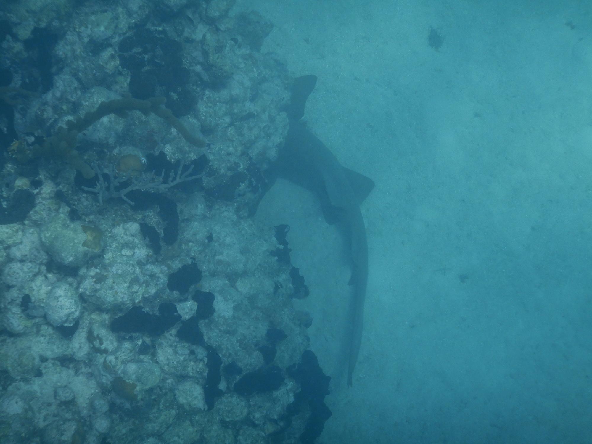 $!Tiburón gata (Ginglymostoma cirratum) observado en Banco Chinchorro, una especie que habita en los fondos marinos. Llega a medir hasta 4 metros de largo.