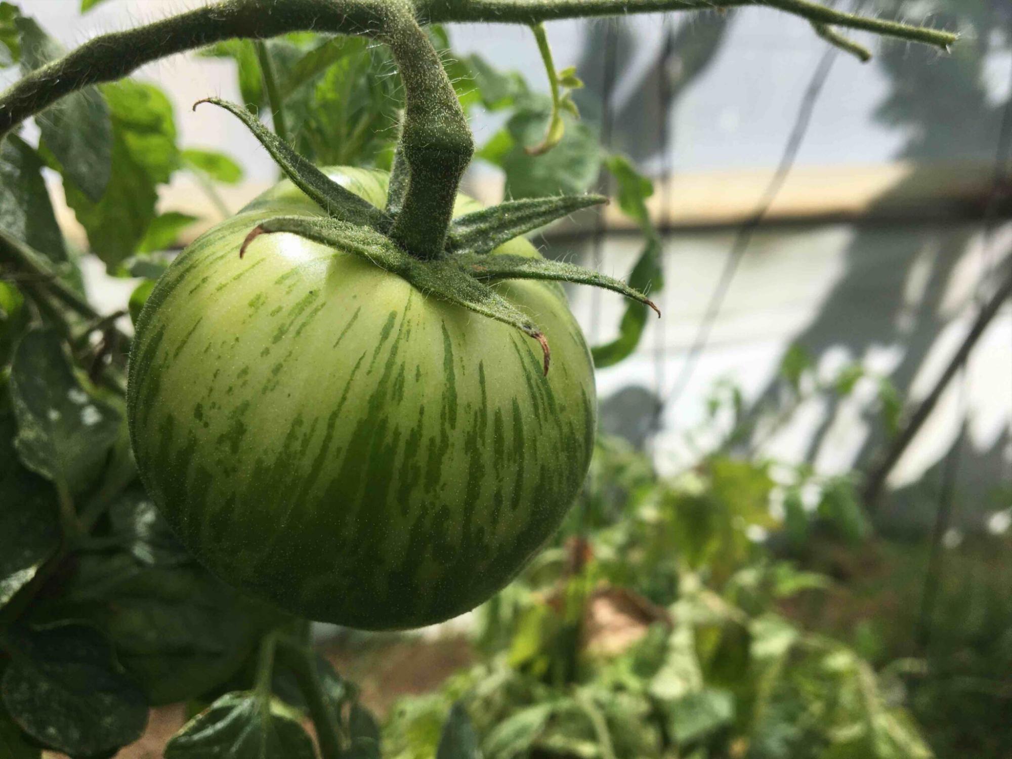 $!Calabazas sembradas en parcelas donde se desarrolla la agroecología.