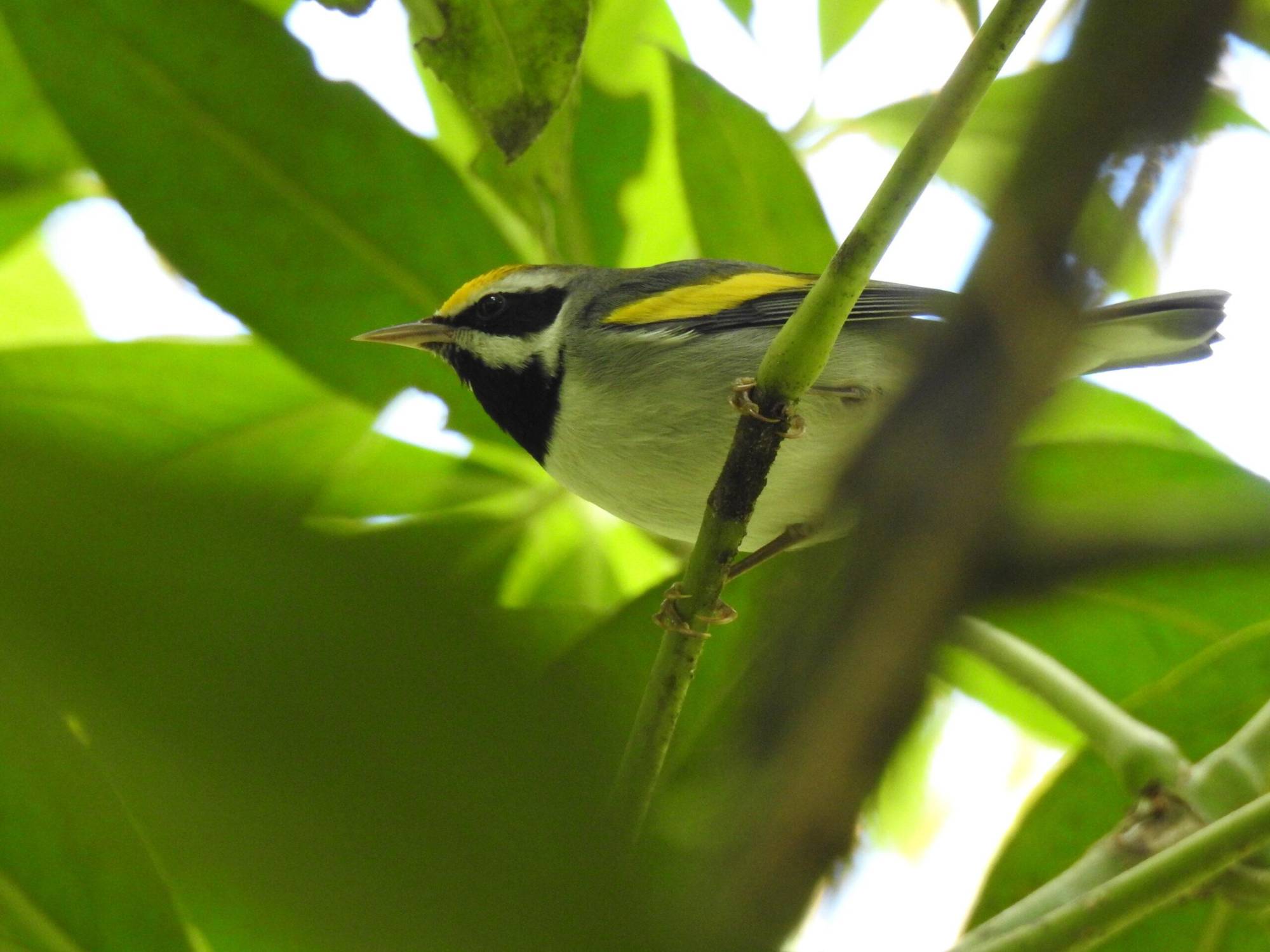 $!Día Mundial de las Aves Migratorias: cada observación cuenta y la ciencia ciudadana es un pilar de la conservación
