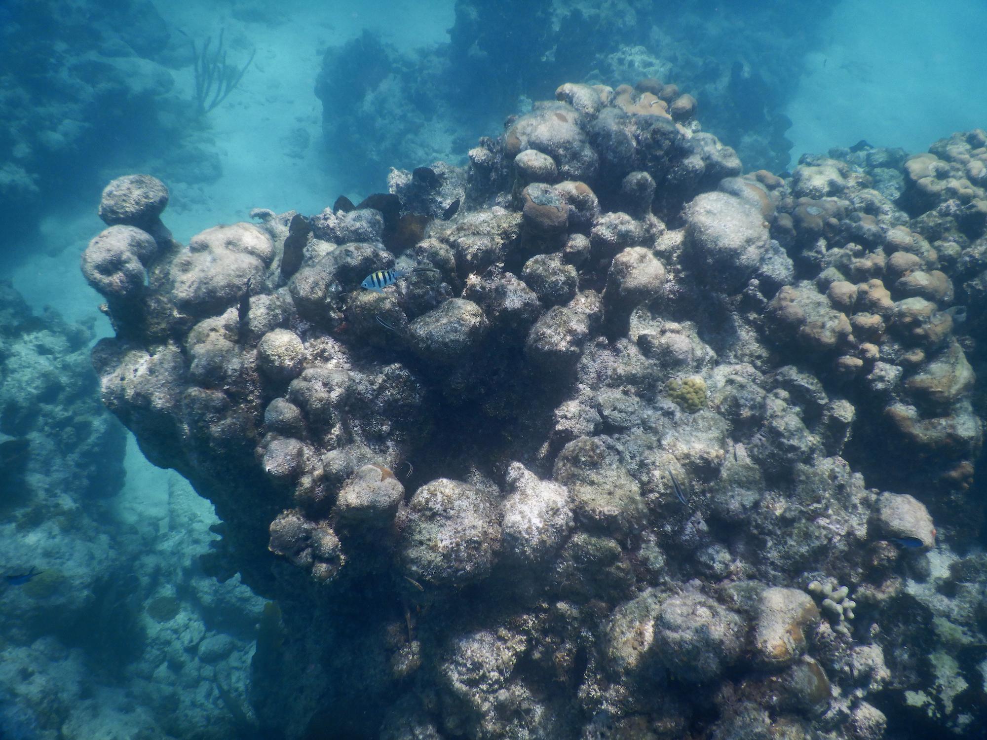 $!La Reserva de la Biosfera Banco Chinchorro es el atolón coralino más grande de México y el segundo más grande del mundo.