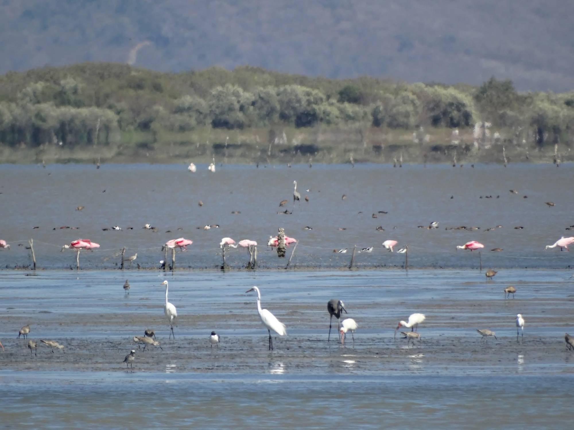 $!Celebran primer aniversario del Programa de Manejo del Santuario Playa Huizache-Caimanero