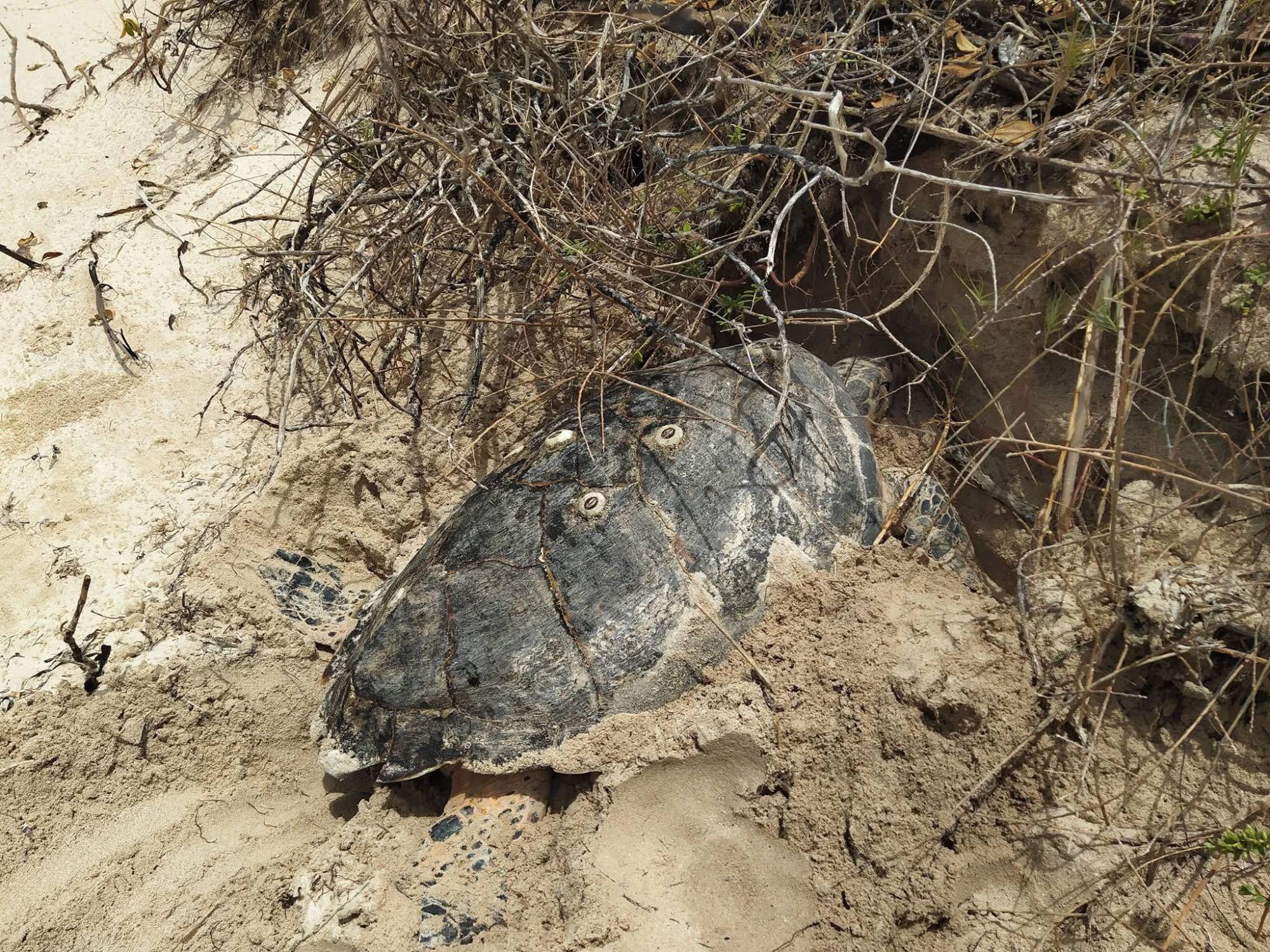 $!Las tortugas marinas buscan sitios de dunas para desovar.