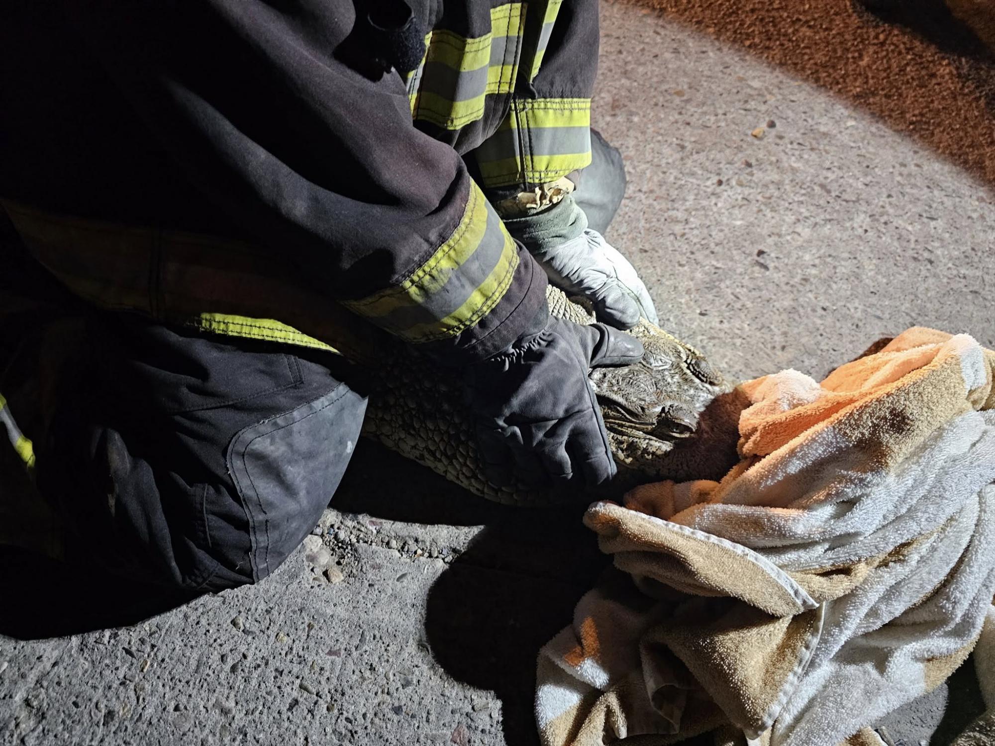 $!Capturan un cocodrilo en la vialidad cerca de hotel en la zona de Cerritos