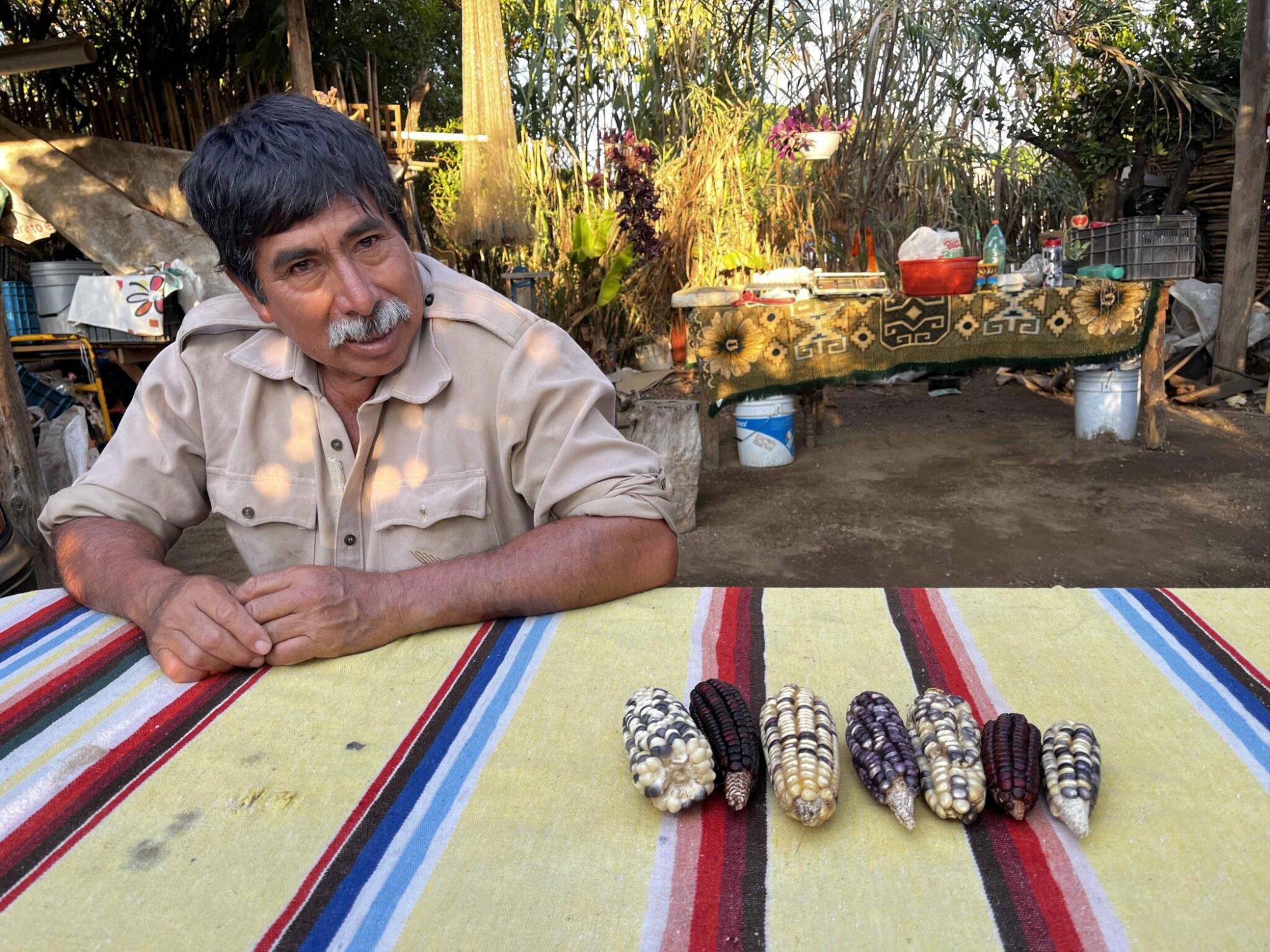 $!Hilario Paz muestra las variedades de maíz que ha cosechado en su milpa.