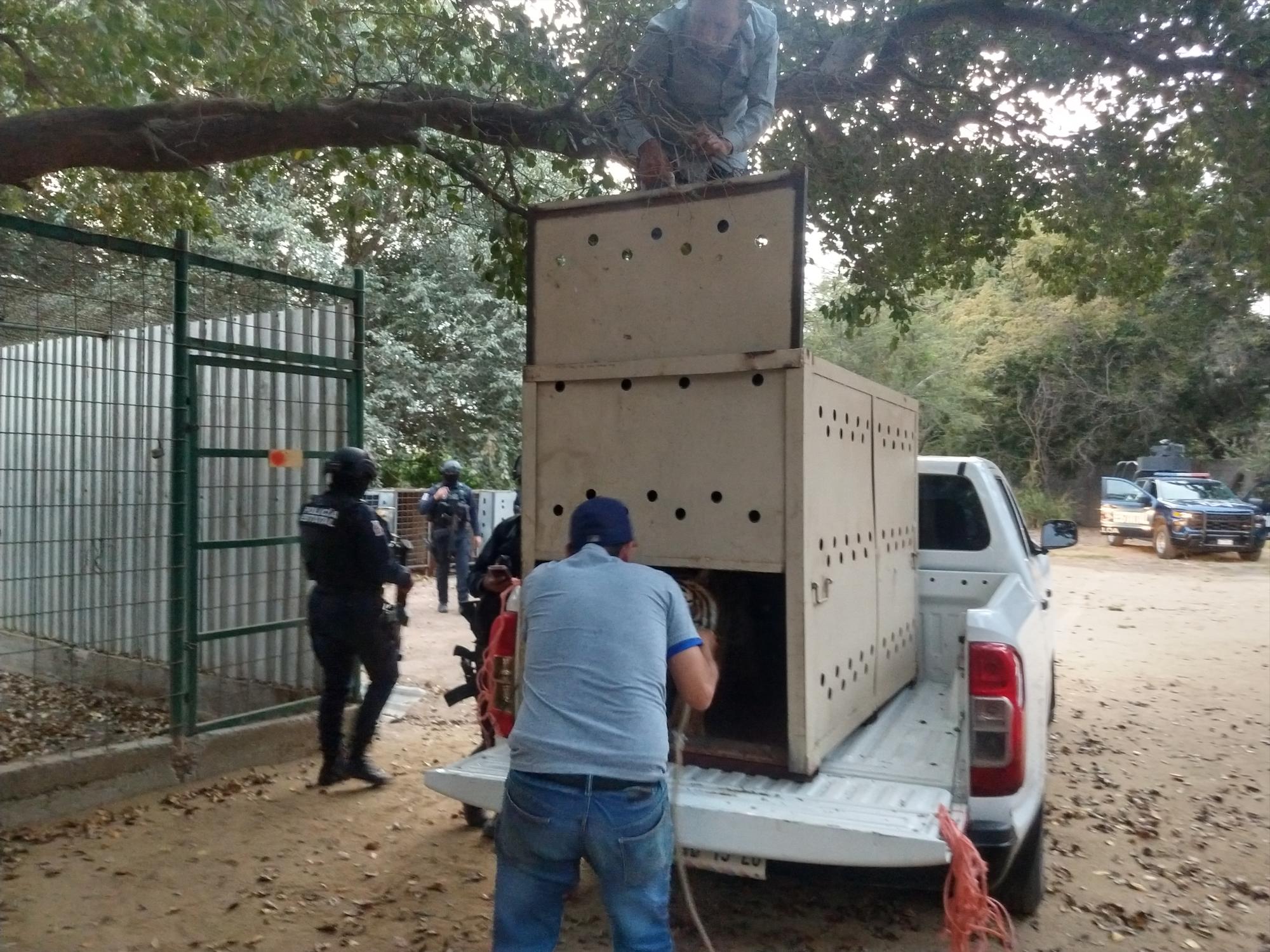 $!Se suma tigre a los más de 500 rescates del Zoológico de Culiacán