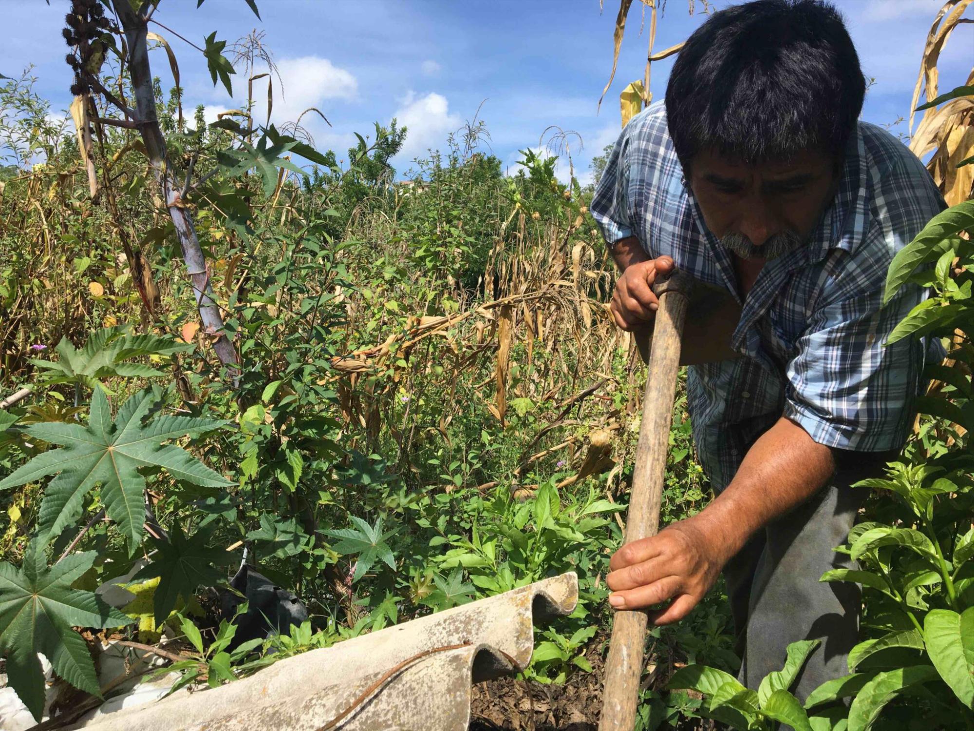 $!El campesino Hilario Paz trabaja en su parcela agroecológica.