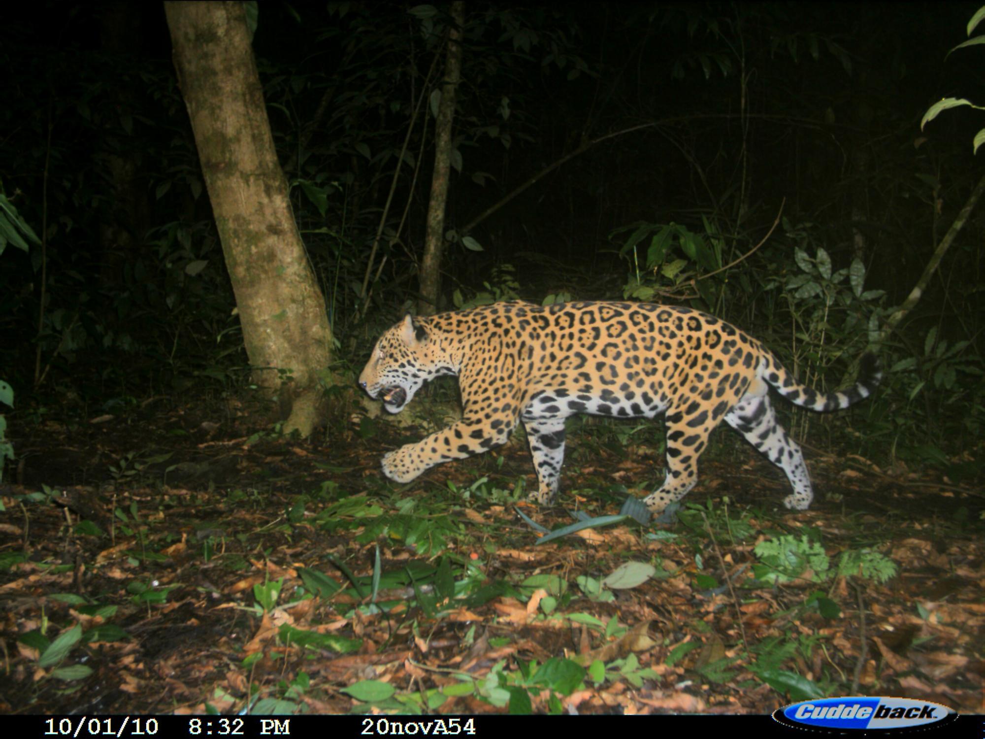 $!Jaguar captado en la zona de la Selva Lacandona, en Chiapas.