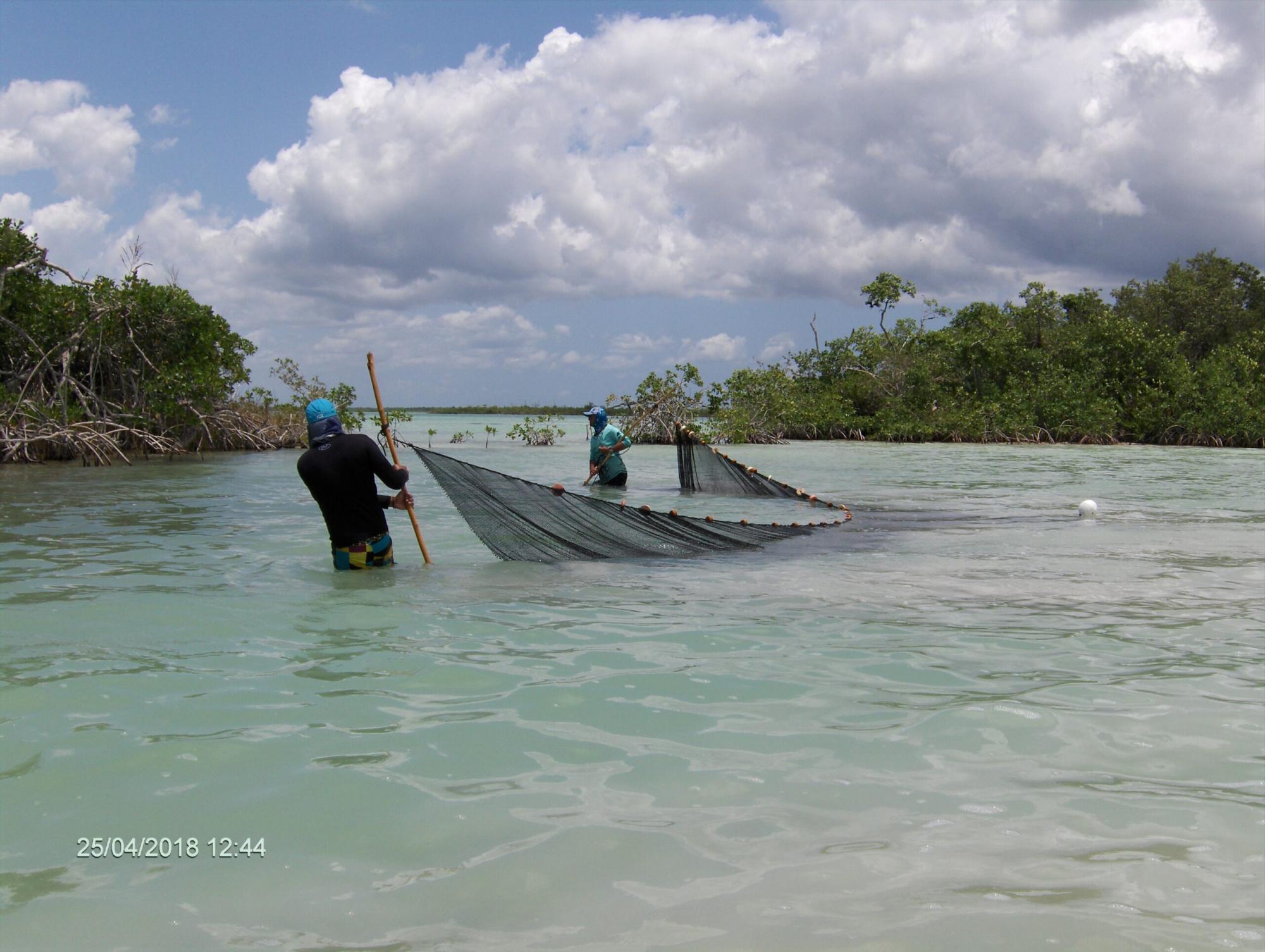 $!Juan Jacobo Schmitter arrastrando un chinchorro playero en la bahía de Chetumal, Quintana Roo, en 2018. En la parte más interna (dulceacuícola) de la bahía hay pez diablo, (Pterygoplichthys pardalis); en la parte más externa (marina), hay pez león (Pterois volitans).