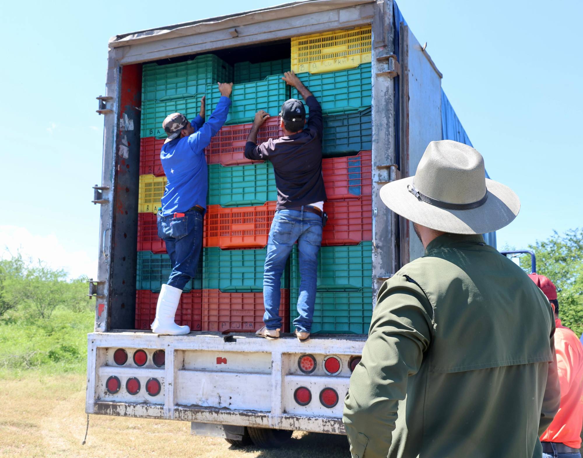 $!Siembran un millón de alevines en la presa El Salto, en Elota