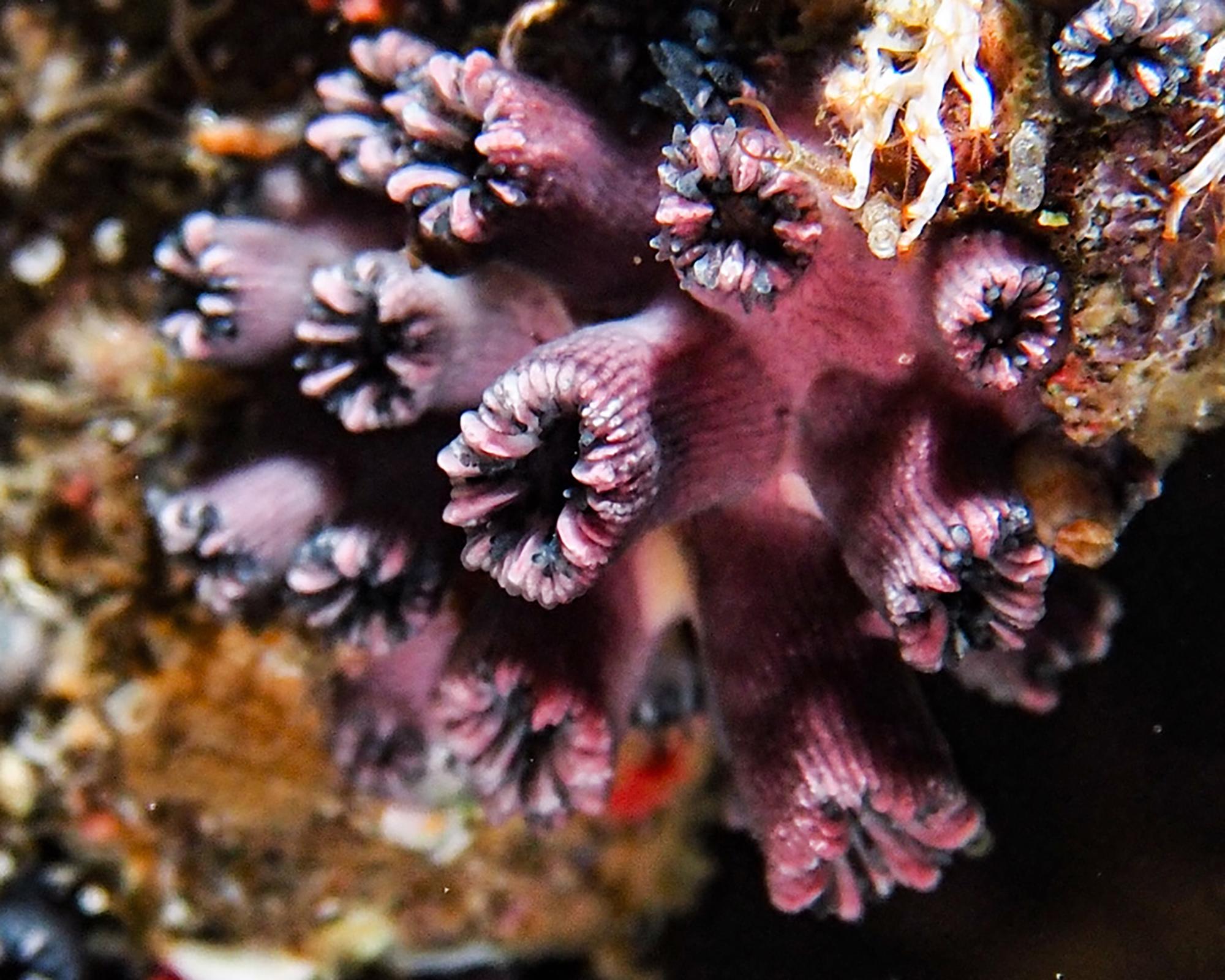 $!Galápagos: redescubren un coral solitario que se creía extinto y renueva la esperanza sobre la conservación marina