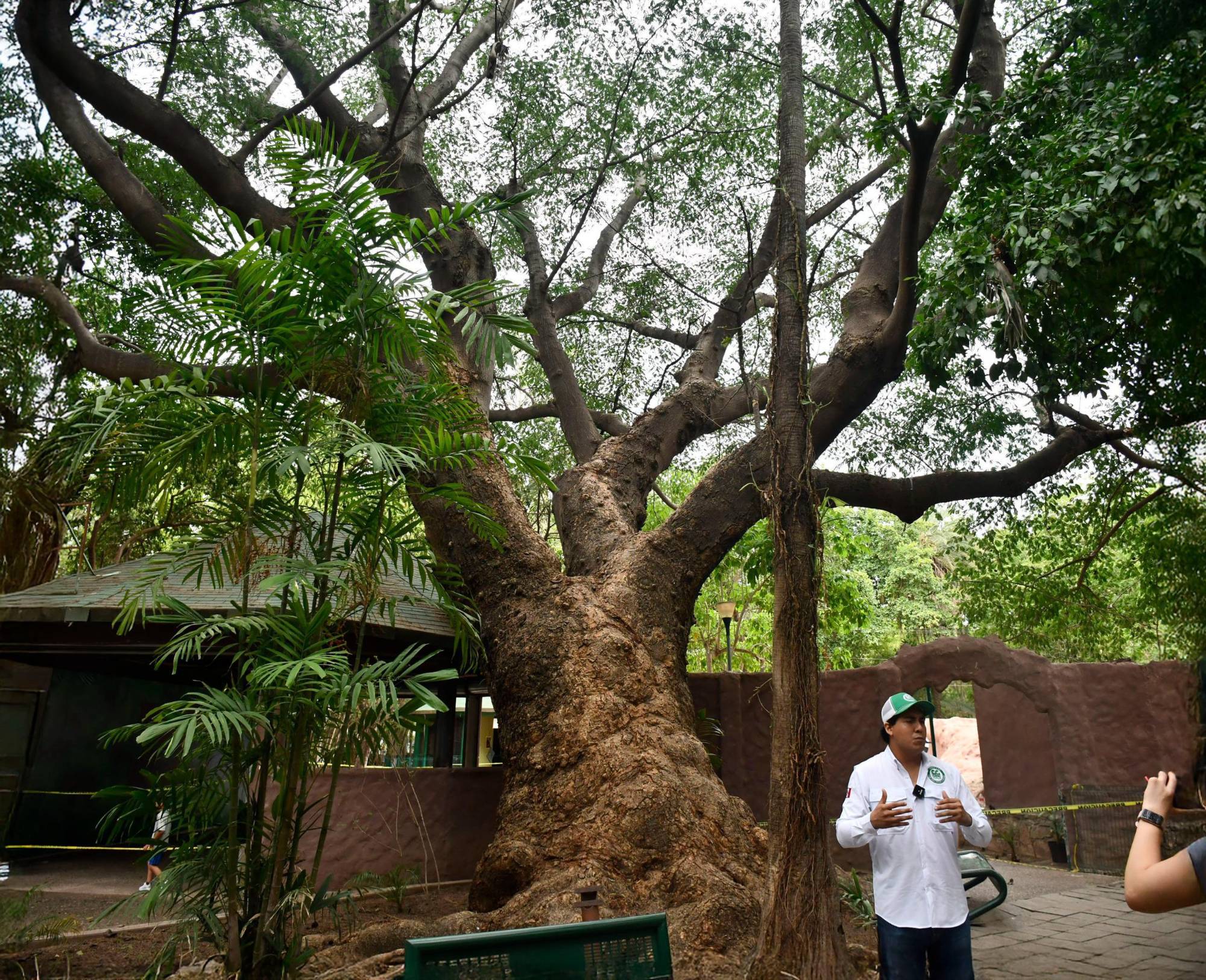 $!Los árboles centenarios: memoria viva y guardianes del tiempo de Culiacán