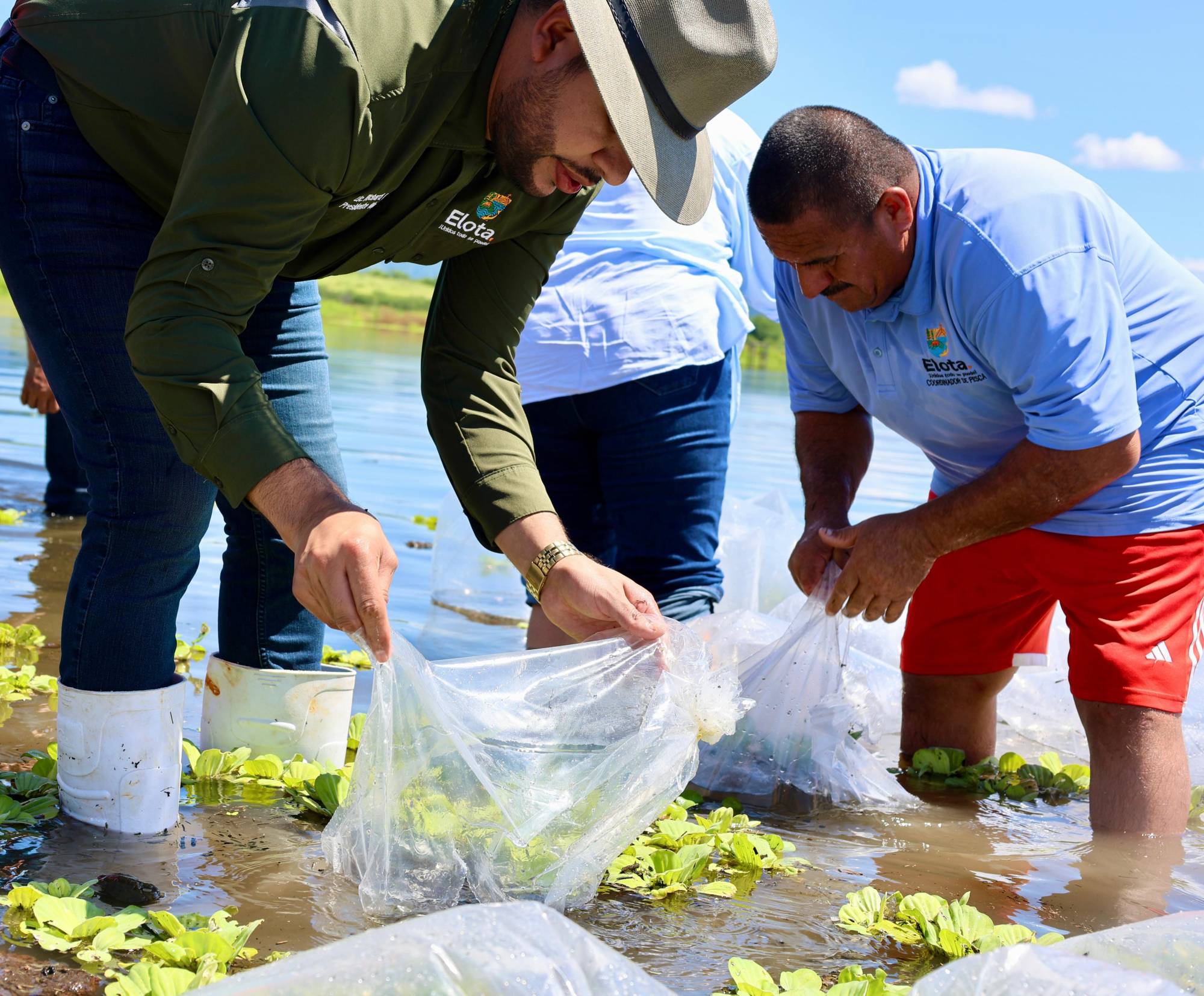 $!Siembran un millón de alevines en la presa El Salto, en Elota