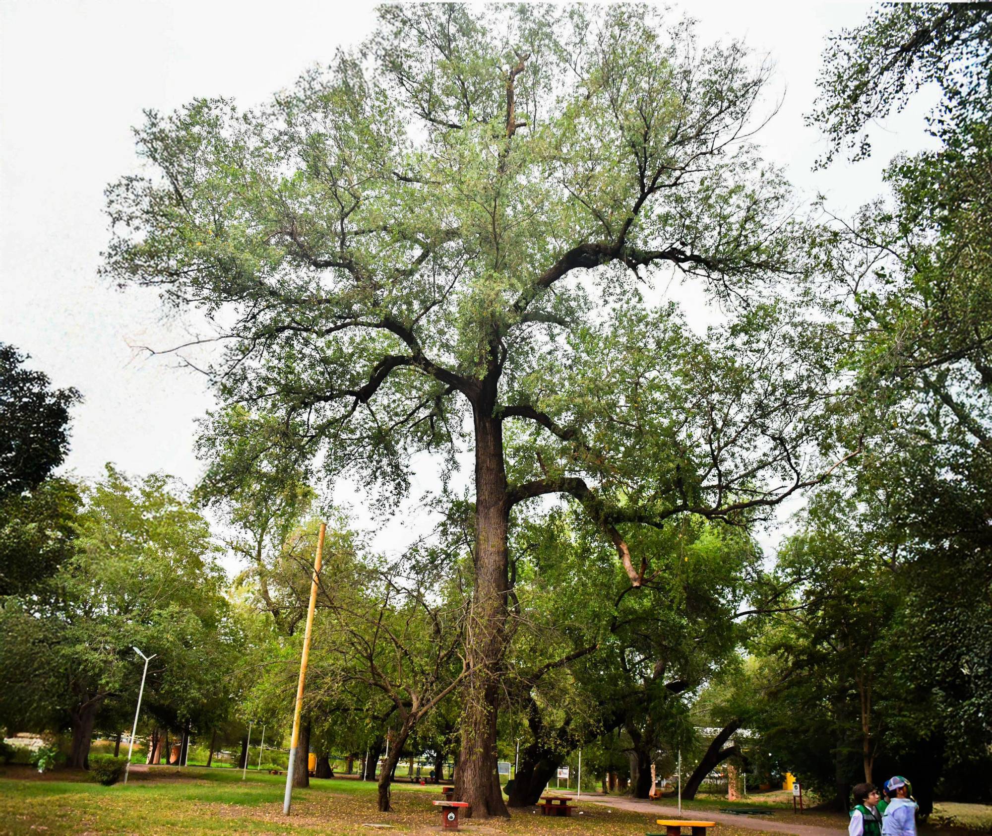 $!Los árboles centenarios: memoria viva y guardianes del tiempo de Culiacán