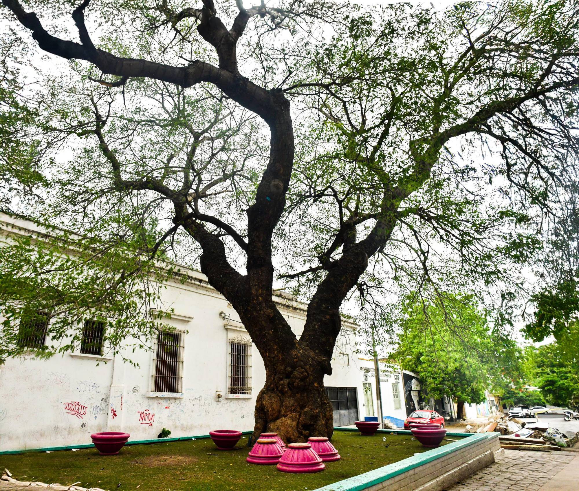 $!Los árboles centenarios: memoria viva y guardianes del tiempo de Culiacán