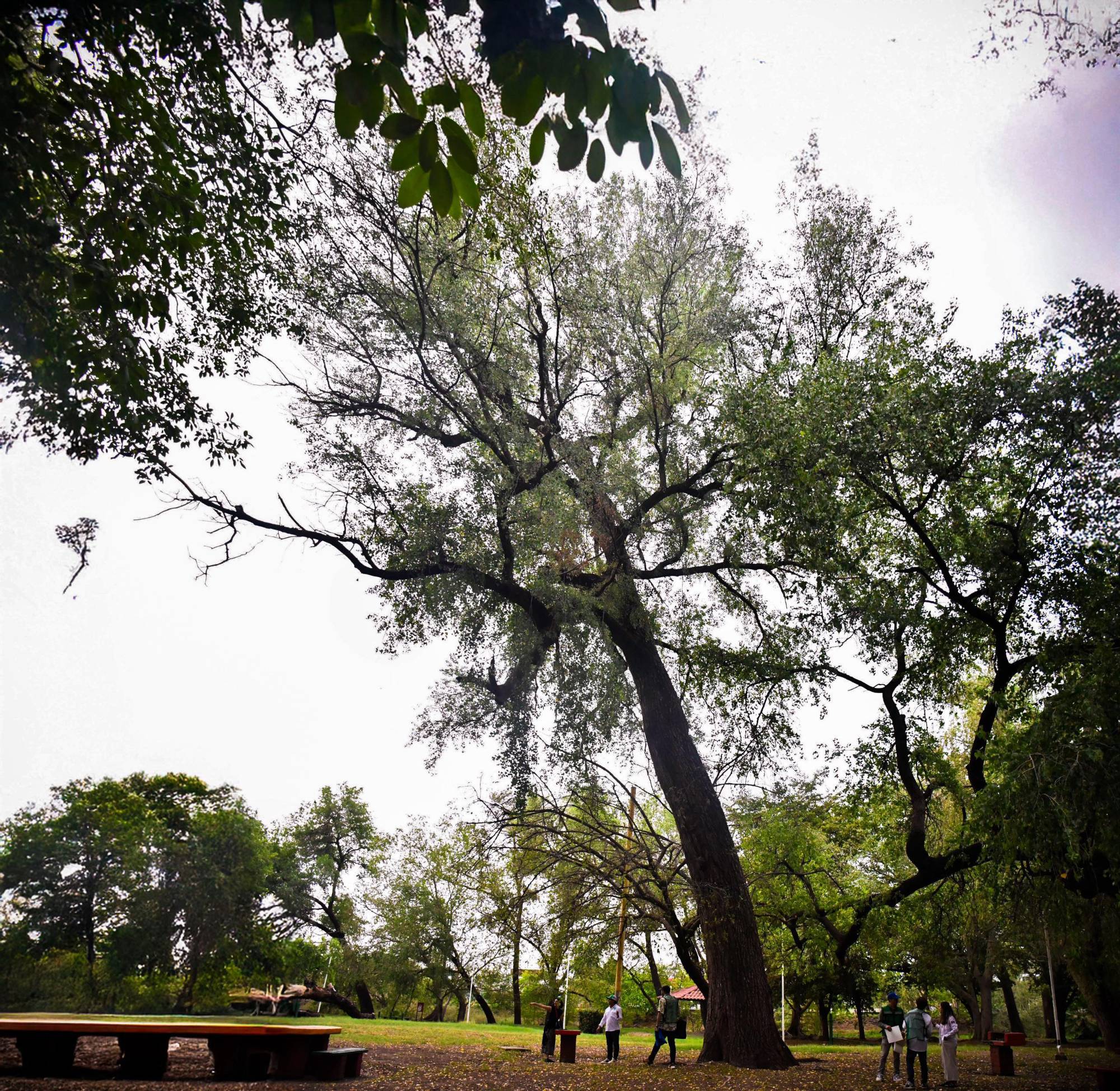 $!Los árboles centenarios: memoria viva y guardianes del tiempo de Culiacán