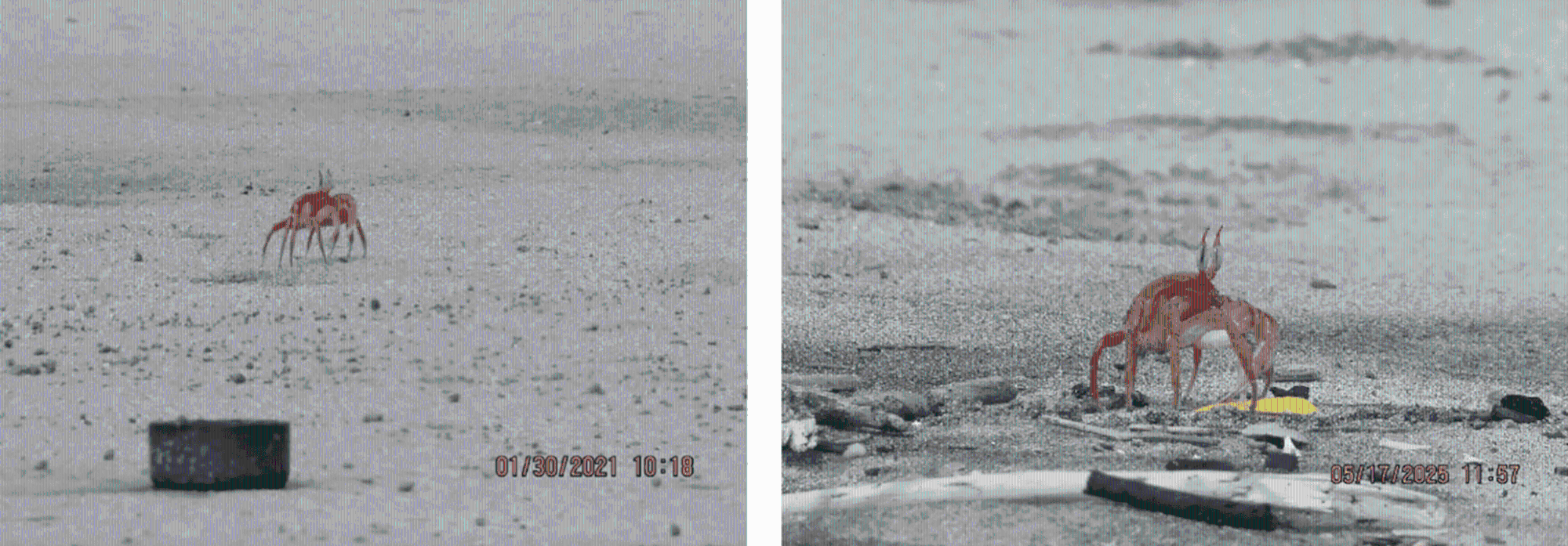 $!Se observaron interacciones notables entre la fauna y los residuos plásticos. En la estación de Salinas, se vio con frecuencia a ejemplares de cangrejo fantasma rojo (Ocypode gaudichaudii) transportando fragmentos de plástico hacia sus madrigueras, lo que sugiere una posible ingestión derivada de la falsa percepción de que se trata de alimento. Se han documentado interacciones similares en aves marinas.