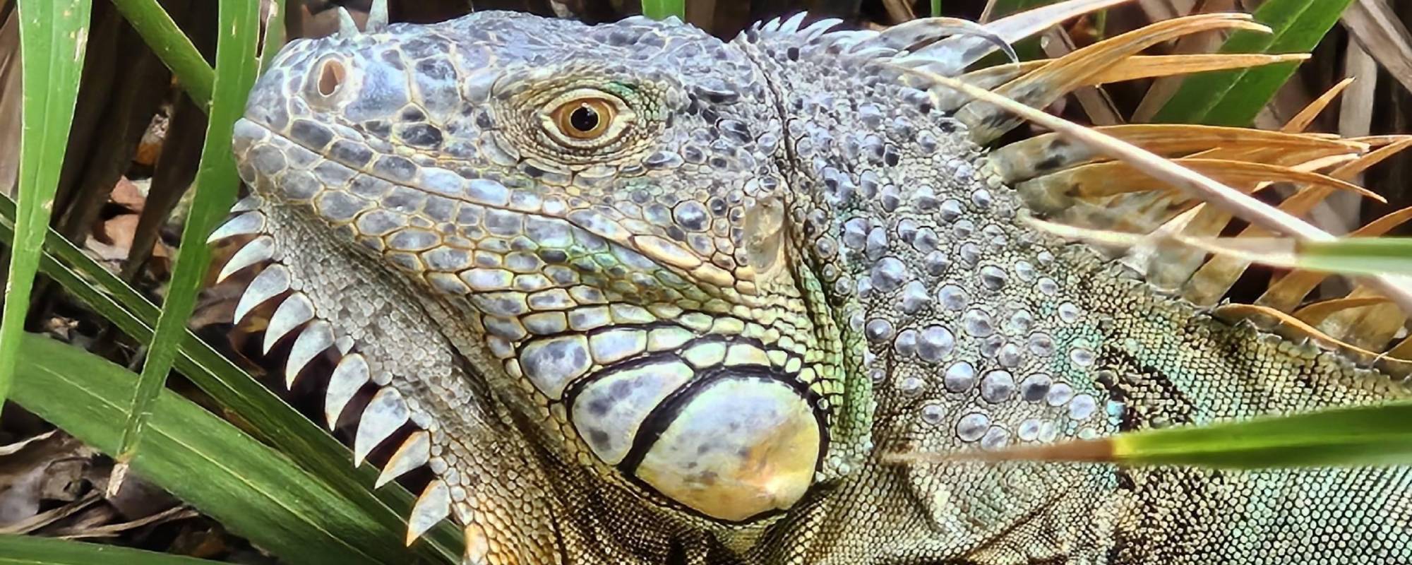 $!La iguana verde se distribuye naturalmente desde el sur de México hasta el centro de Sudamérica.