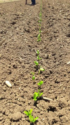 Incrementa siembra de soya como cultivo alterno en Angostura