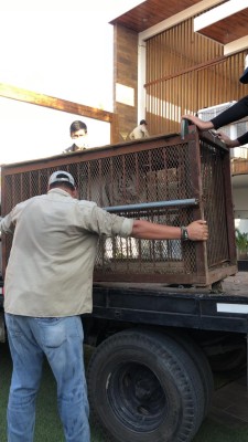 Zoológico de Culiacán resguarda a animales exóticos decomisados