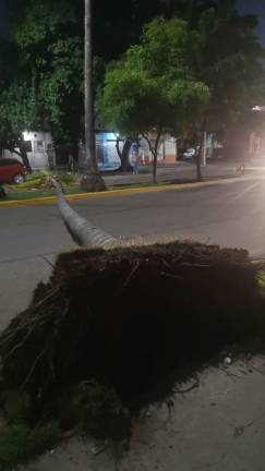La palmera se vino abajo con todo y raíz y quedó atravesada en la Avenida Miguel Alemán.