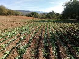 $!Plantío de mariguana en la sierra de Badiraguato.