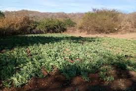 $!El Ejército ha sido la fuerza militar en México encargada de combatir la siembra de enervantes.