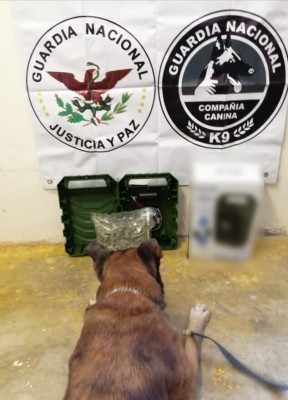 Guardia Nacional asegura mariguana oculta en bocina en Mazatlán