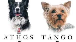 $!Caso Athos y Tango: alertan sobre resolución de Tribunal que reduce condena por el envenenamiento de los perros rescatistas