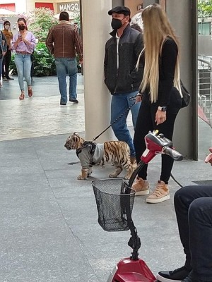 En Polanco, en la CDMX, pasean a un cachorro tigre de bengala como si fuera un perrito