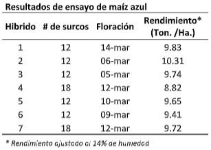 Culmina con éxito ensayo de maíz azul
