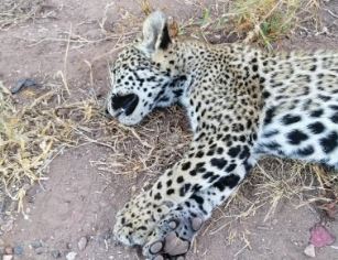 Atropellan a jaguar bebé en San Ignacio y muere; bióloga hace un llamado de sensibilización