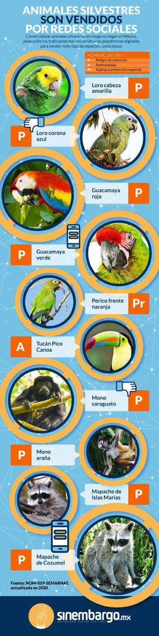 $!Entregan aves en peligro de extinción en todo México y se piden por WhatsApp