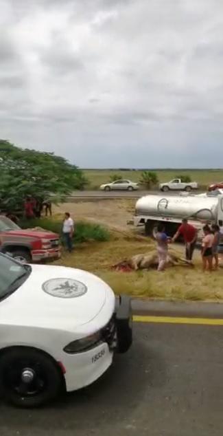 $!Tráiler con ganado vuelca cerca de La Cruz de Elota; vecinos rapiñan carne de los animales
