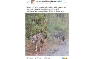 El coyote fue captado entre la vegetación del sector La Primavera, al sur de Culiacán.