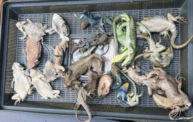 En el aeropuerto de Colonia, en Alemania, aseguraron 92 reptiles que eran trasladados desde México.