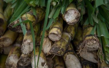 El decreto entraría en vigor el 11 de noviembre de 2025.