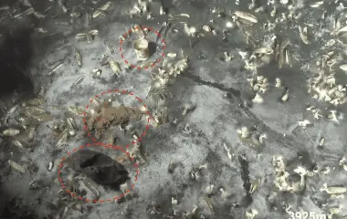 Residuos plásticos encontrados en los oasis de vida en las profundidades, a una profundidad de 3925 metros.