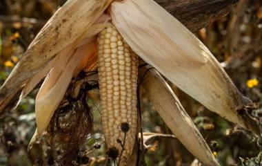 Productores agrícolas advierten que el precio del maíz en el mercado internacional estaría por abajo del punto de equilibrio.
