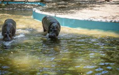 Uno de los hipopótamos en exhibición en el Zoológico de Culiacán falleció.