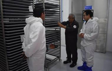 El primer lote de moscas estériles producidas a México para el combate del gusano barrenador ya está listo y se enviará a Tamaulipas.