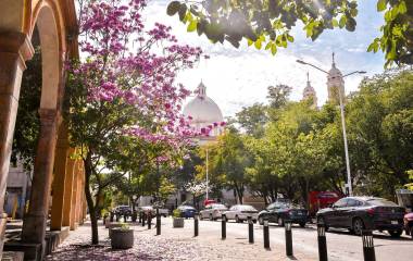 Los árboles de amapa han comenzado a reclamar su lugar en el paisaje urbano de la capital sinaloense.