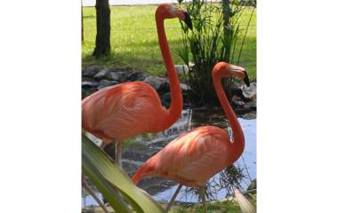 Los flamencos ya pueden observarse nuevamente en el Gran Acuario Mazatlán Mar de Cortés.