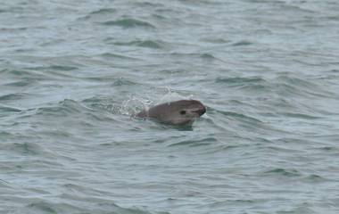 El último monitoreo de vaquita marina realizado en 2025 detectó un grupo de entre siete y diez ejemplares.