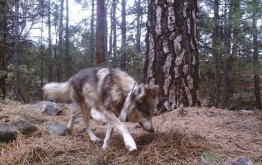 El lobo mexicano se encuentra entre las especies cuya protección podría verse afectada por la orden ejecutiva de Donald Trump.