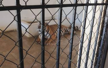 Los dos tigres de Bengala fueron asegurados precautoriamente por la Procuraduría Federal de Protección al Ambiente.