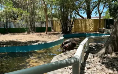 Hipopótamos quese tenían en exhibición en el Zoológico de Culiacán.