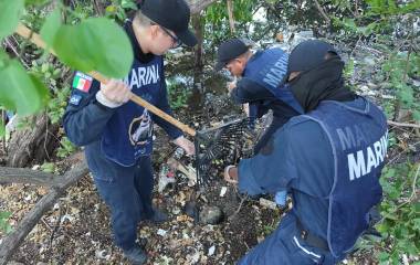 Personal naval se sumó a las labores de limpieza del manglar del Estero de Urías, en Mazatlán.