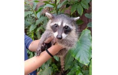 El ejemplar fue trasladado al Hospital de la Fauna del Gran Acuario Mazatlán.