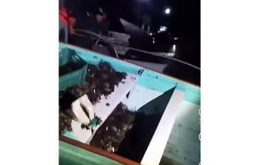 Semar sorprende a pescadores furtivos en plena veda con extracción ilegal de camarón en la bahía de Ohuira, en Ahome