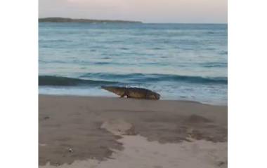 Un cocodrilo se acercó a la orilla de la playa Las Lupitas, cerca de Teacapán, en Escuinapa.